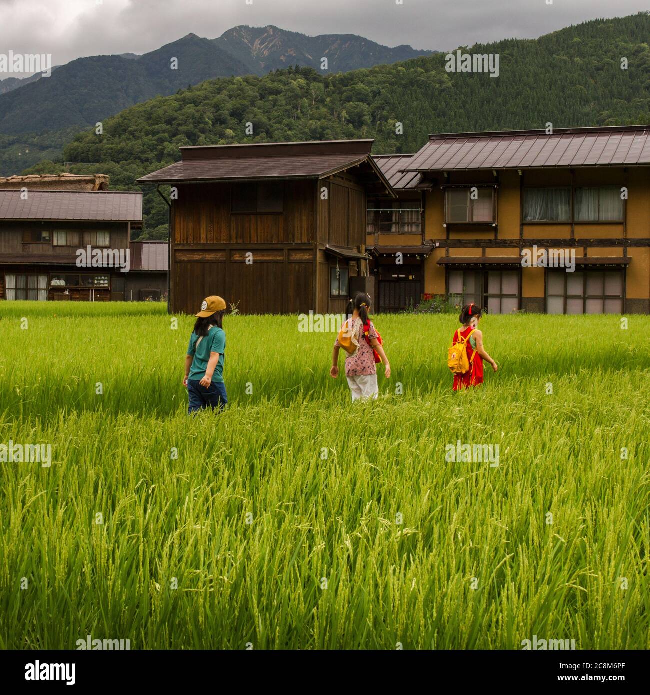 August 2019- Shirakawa-go, Japan. Kids in the midle of rice field. Shirakawa-go is an UNESCO heritage site with historical houses constructed in wood. Stock Photo