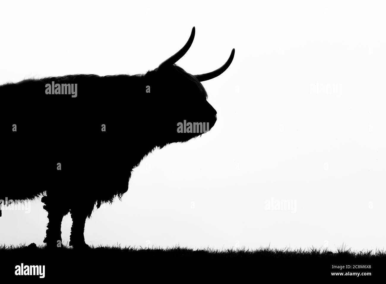 A Highland Cow in a field Stock Photo