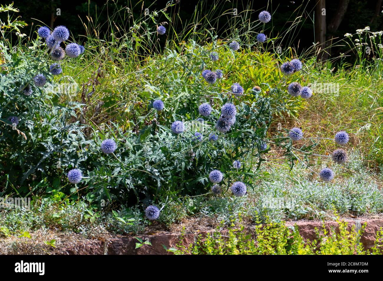 Blaue Kugeldistel Bl 252 te Echinops vor gr 252 nem Hintergrund Stock Photo 