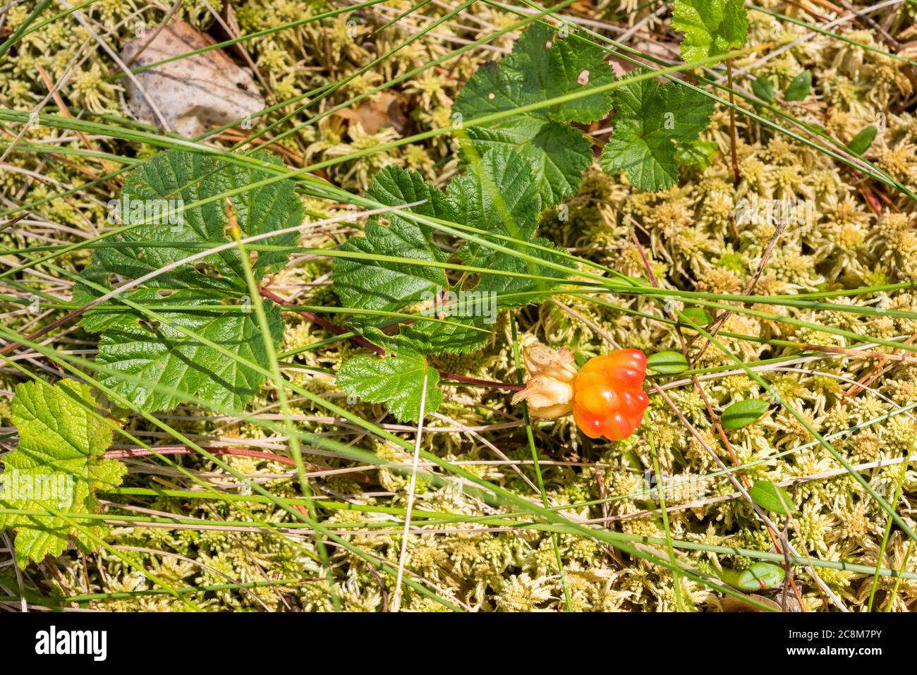 Cloudberry growing on sphagnum moss. A сreeping stem with small oval leaves is cranberry. Sunny day at sphagnum bog. Macro photography. Stock Photo