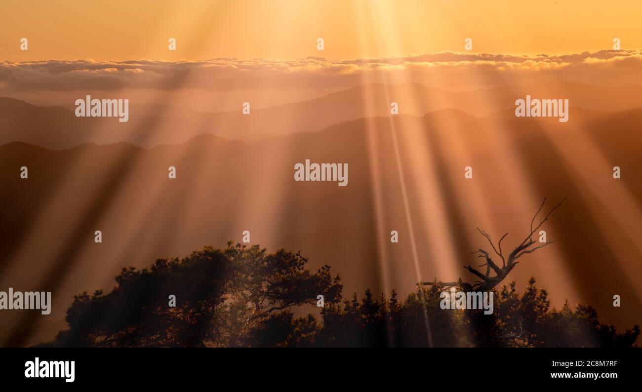 Bright sun rays on the mountains and silhouette of pine tree at sunset Stock Photo