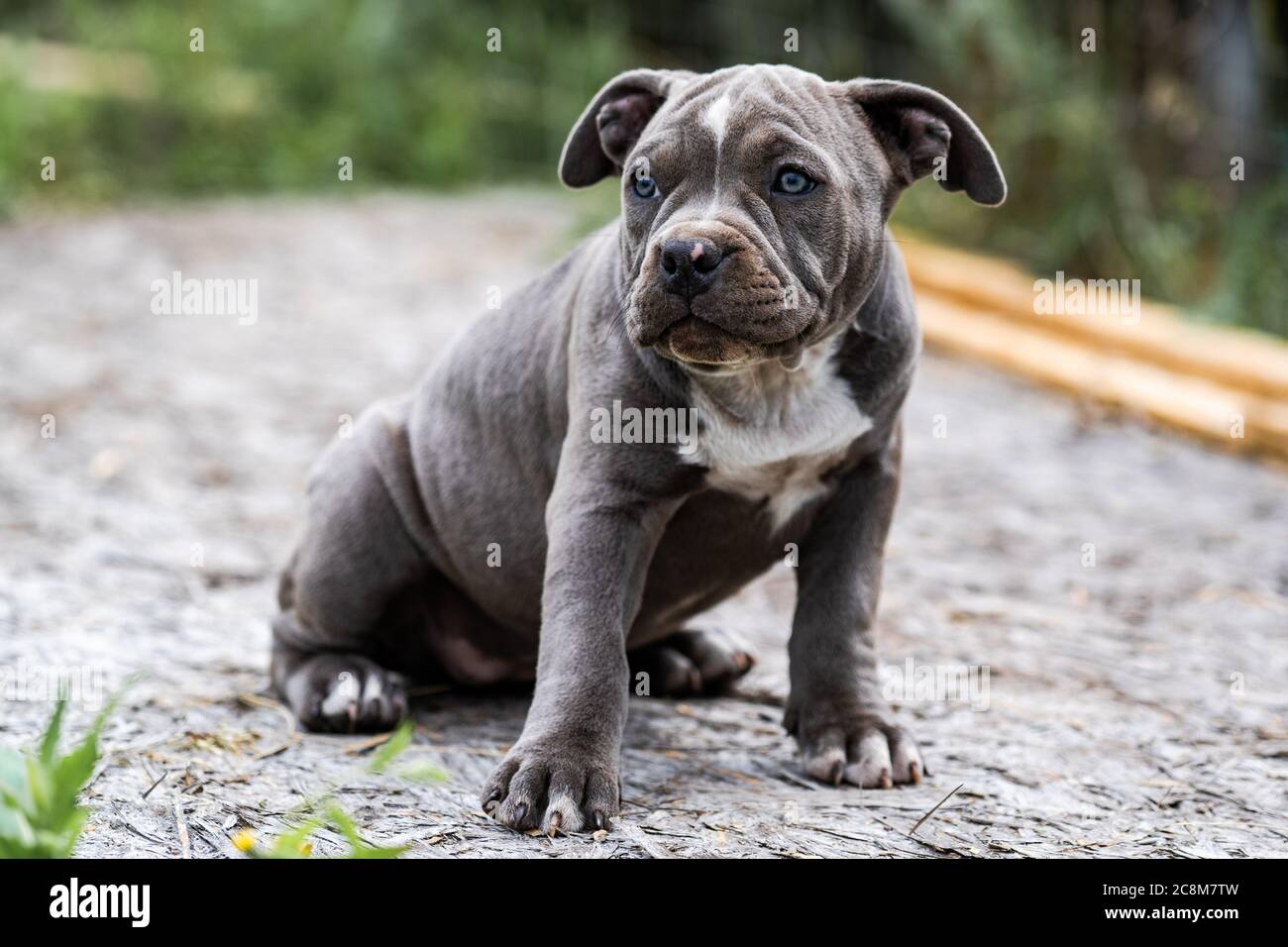 Dog Gray American Pit Bull Terrier, portrait on nature Stock Photo - Alamy