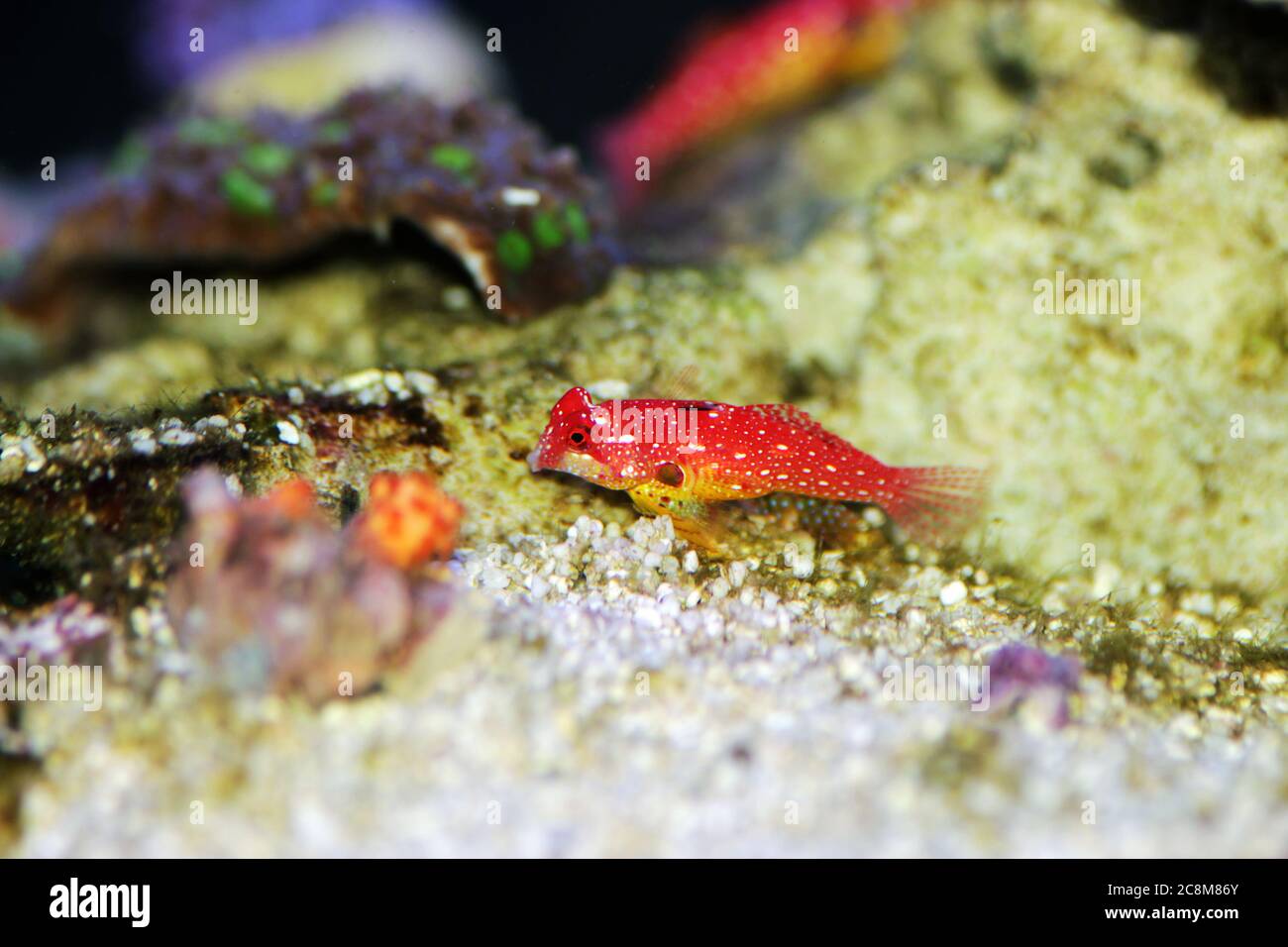 Red Ruby fish is amazing natural addition in every reef