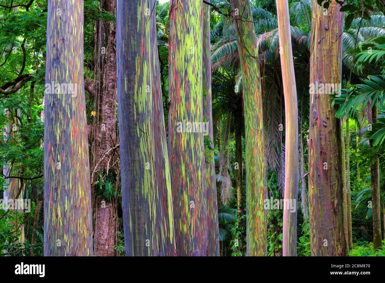 Unique and colorful grove of rainbow eucalyptus trees growing in the