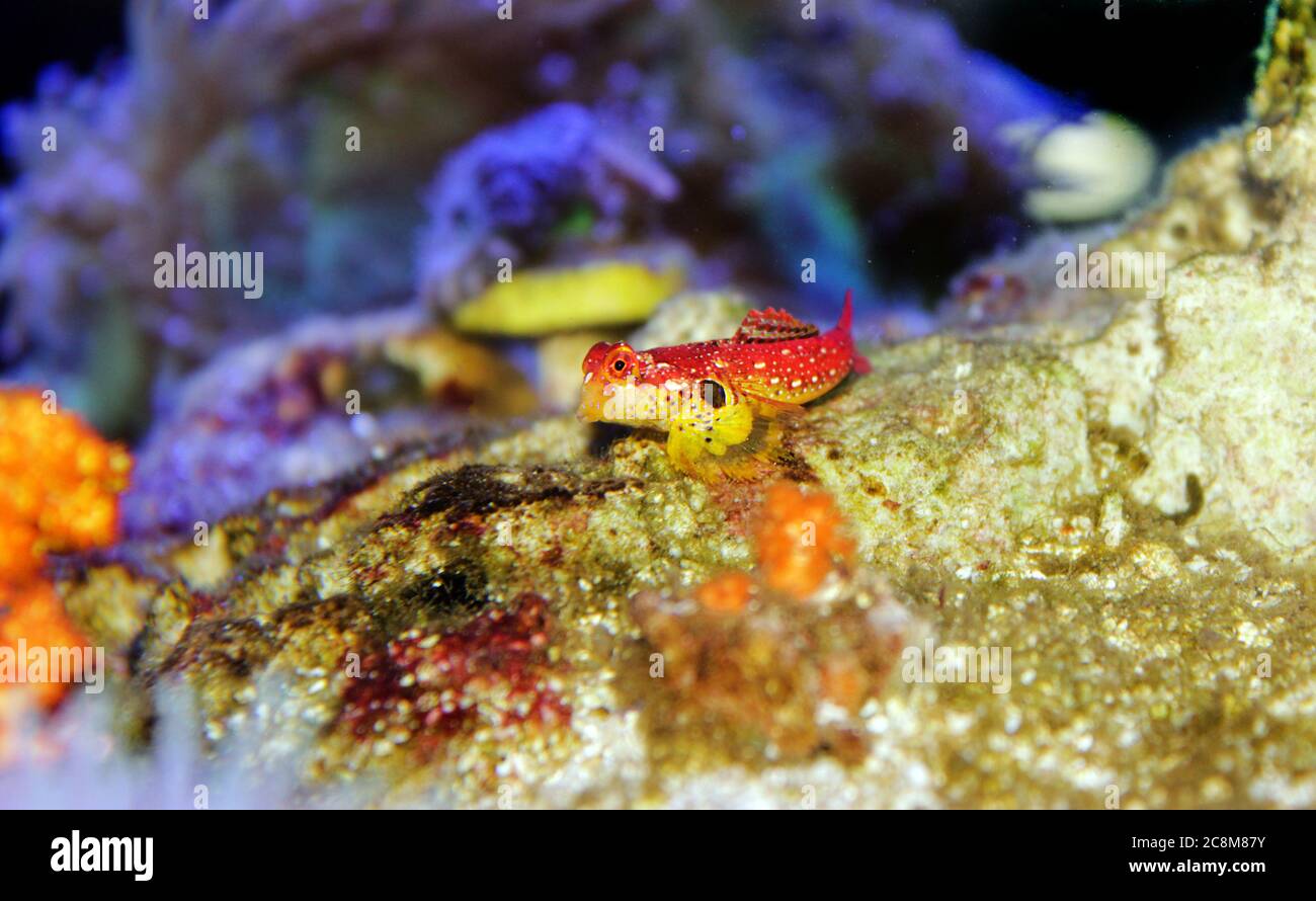Red Ruby Dragonet fish is amazing natural addition in every reef aquarium Stock Photo