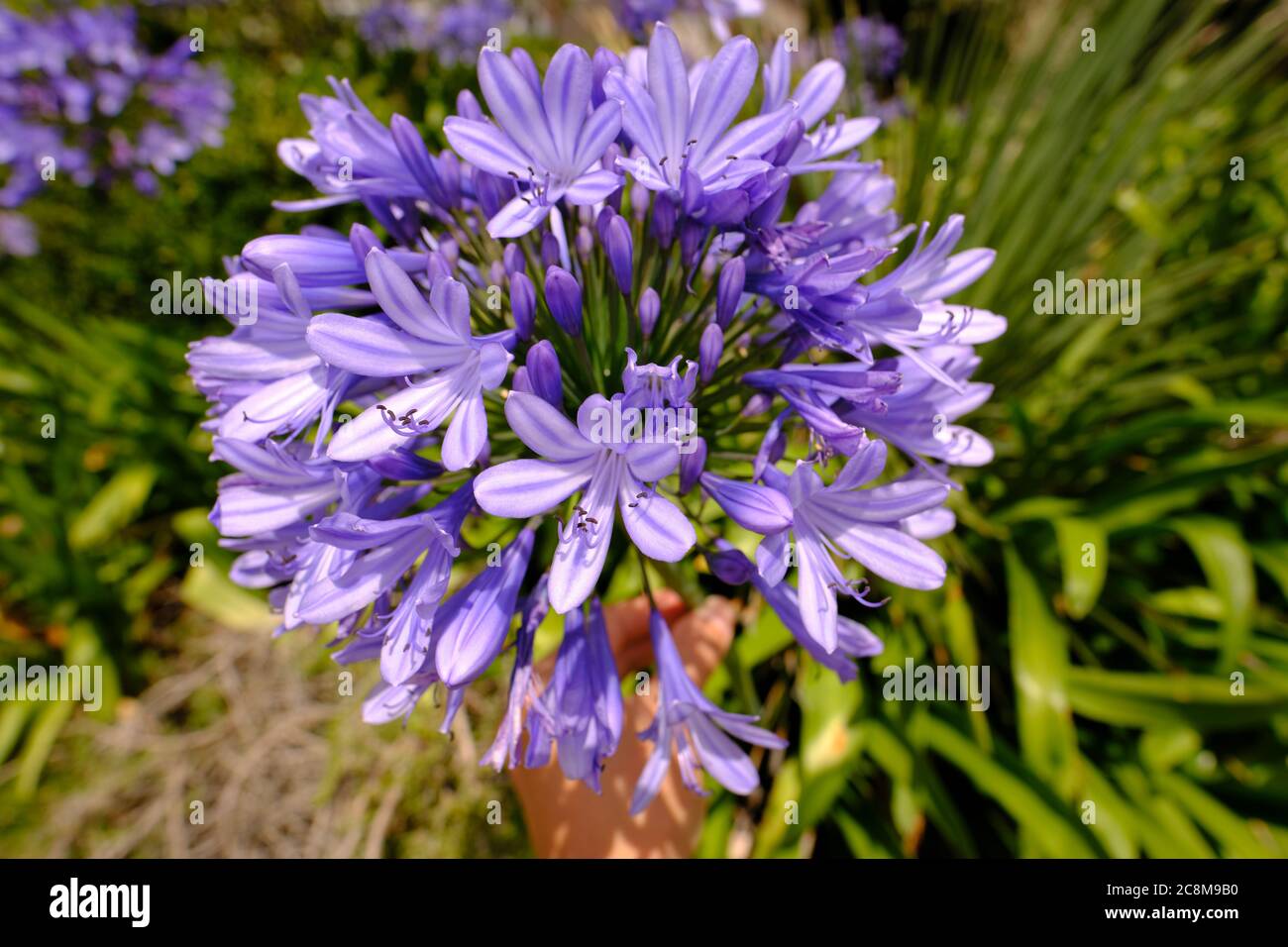 Close-up of blooming Agapanthus, commonly known as lily of the Nile, or African lily. Stock Photo