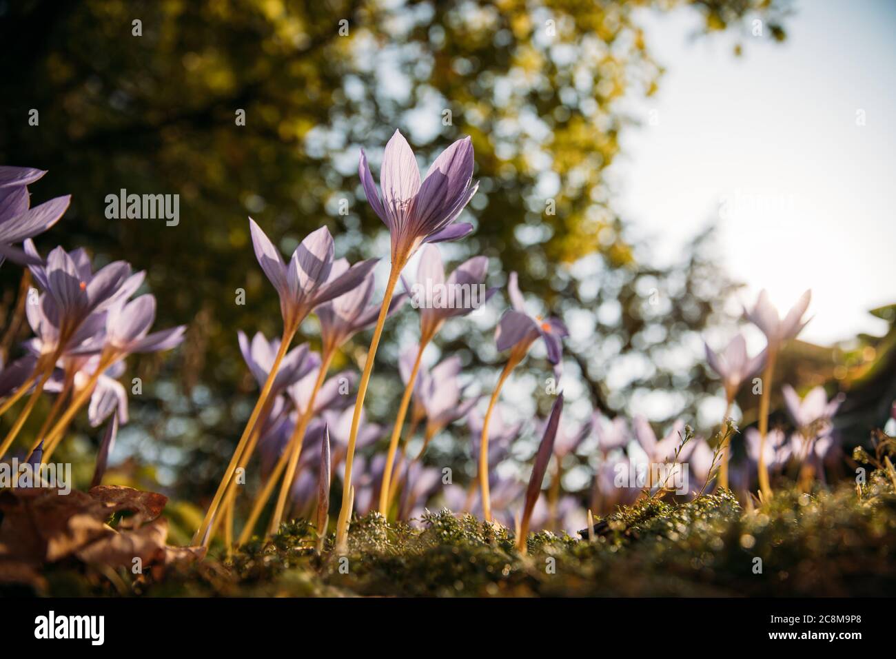 Gardening, planting concept. Сlose up of Colchicum autumnale/ Crocus - autumn flower on the field, tree on blurred background, bottom view. Stock Photo