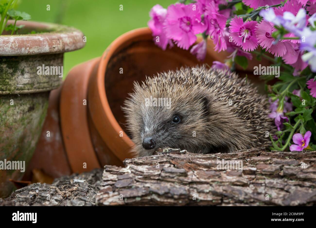 Hedgehog, (Scientific or latin name: Erinaceus Europaeus) Juvenile, wild, European hedgehog foraging in colourful summer flowerbed.  Facing left. Stock Photo