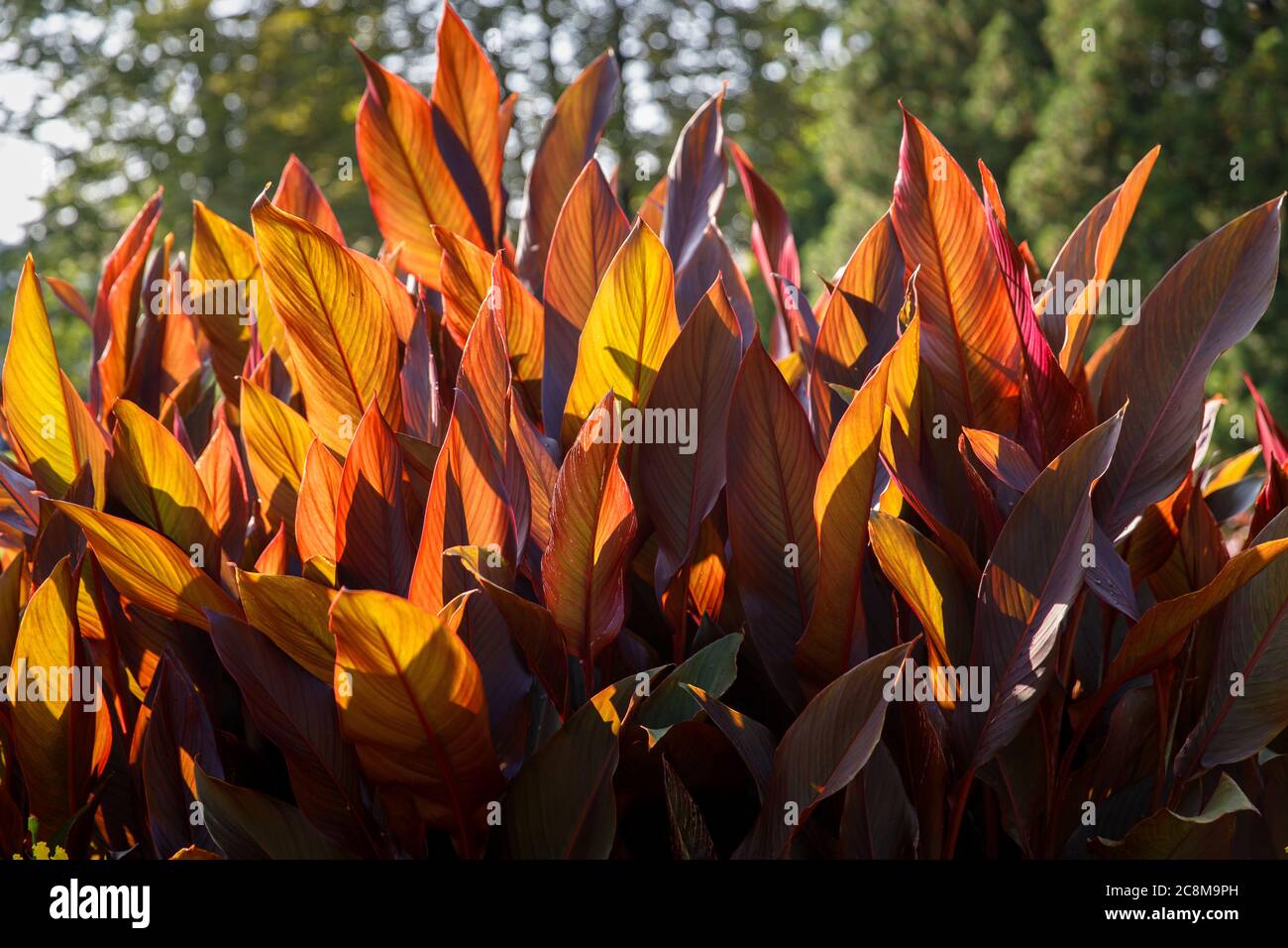 Canna x generalis with large beautiful oblong leaf plates painted in dark purple, violet, dark green or bronze red colour, close up.  Natural patterns Stock Photo