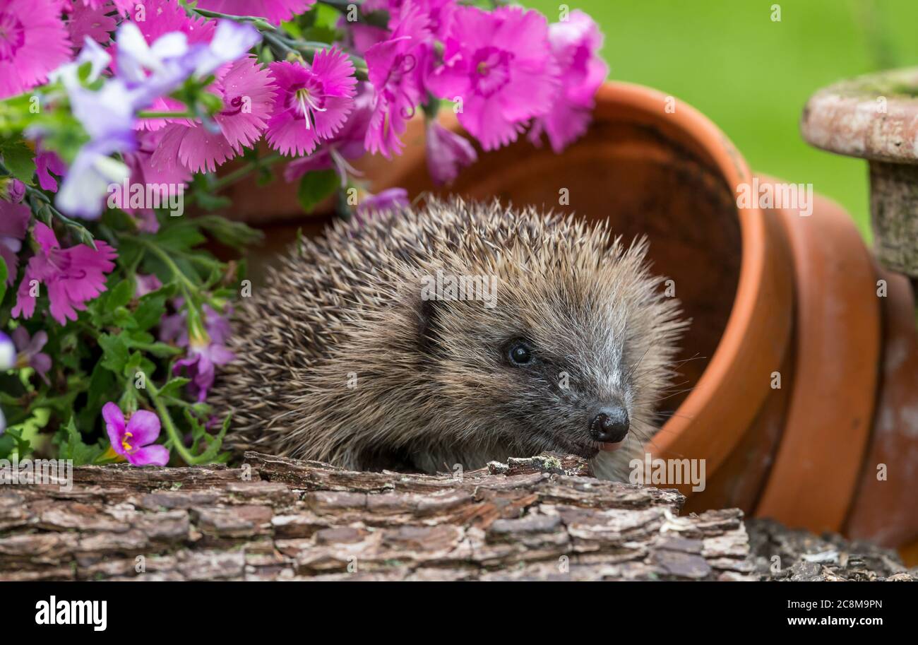 Hedgehog, (Scientific name: Erinaceus Europaeus) Wild, native, juvenile hedgehog, facing right and foraging in natural garden habitat with flowers Stock Photo