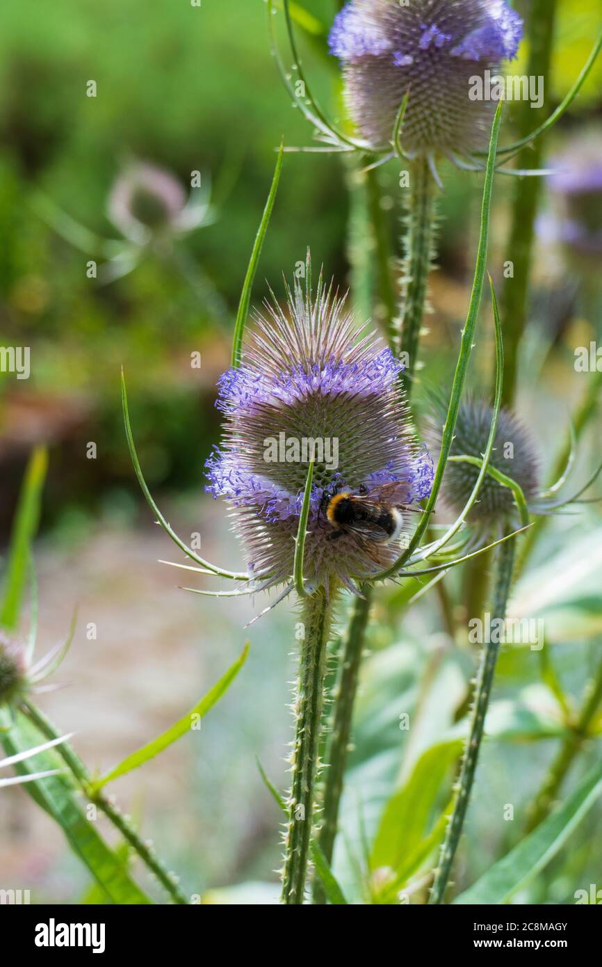 Biene sammelt Nektar in einer Wilde Karde Blüte Stock Photo