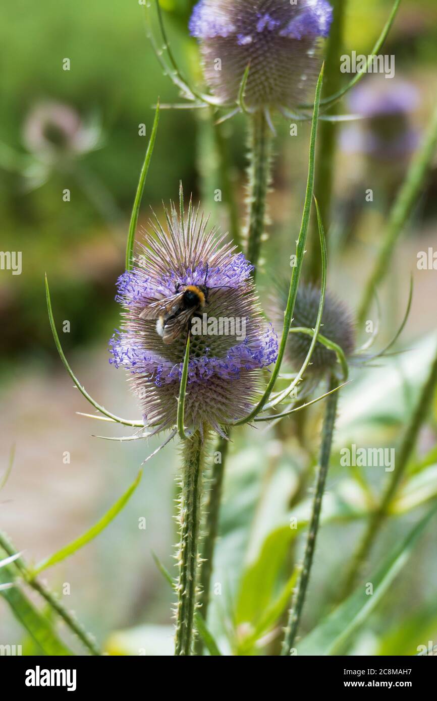 Biene sammelt Nektar in einer Wilde Karde Blüte Stock Photo