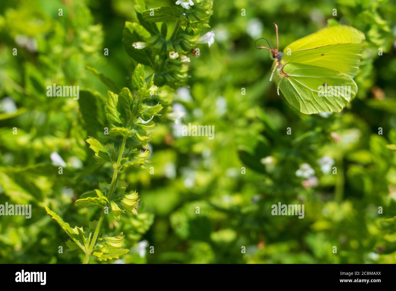 Zitronenfalter Schmetterling an einer Mariennessel Andorn Pflanze Stock Photo