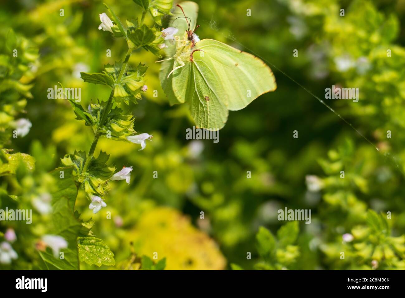 Zitronenfalter Schmetterling an einer Mariennessel Andorn Pflanze Stock Photo