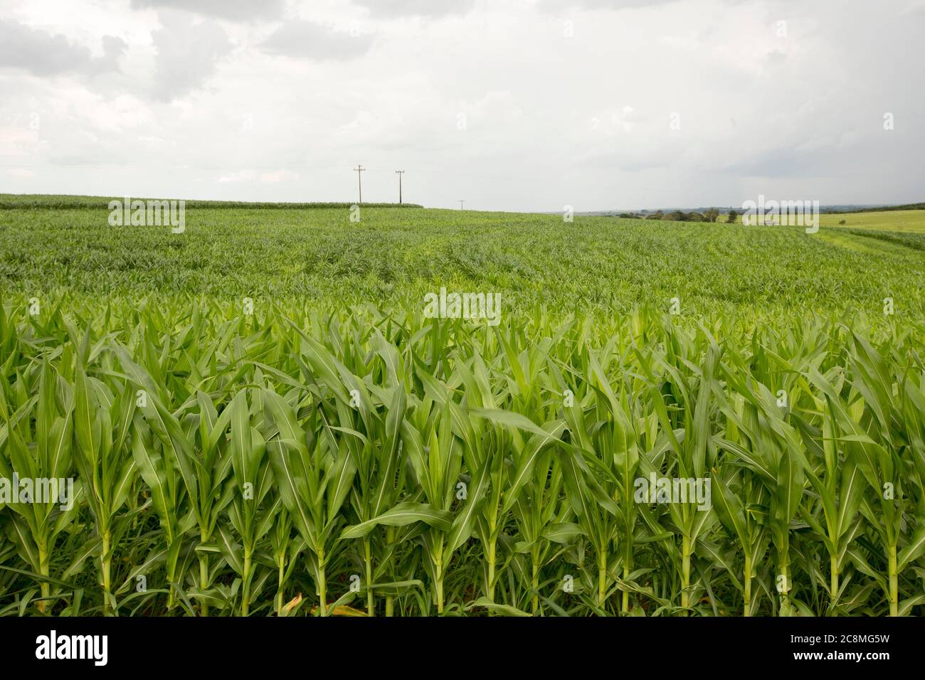 field with young corn plantation in countryside on Brazil Stock Photo