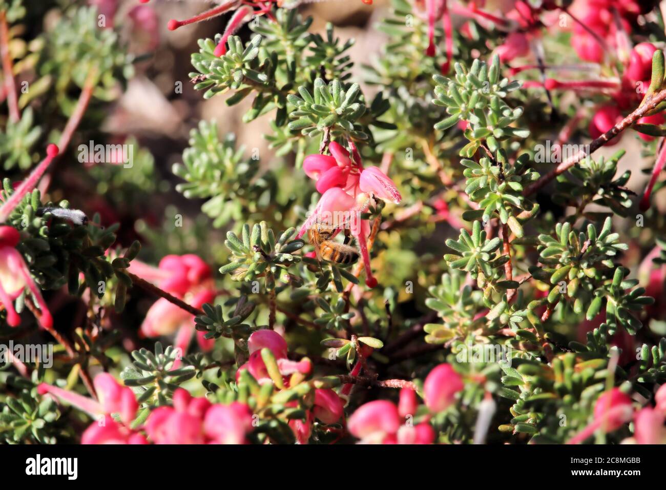 Western Honey Bee collecting nectar from Grevillea flower, South Australia Stock Photo