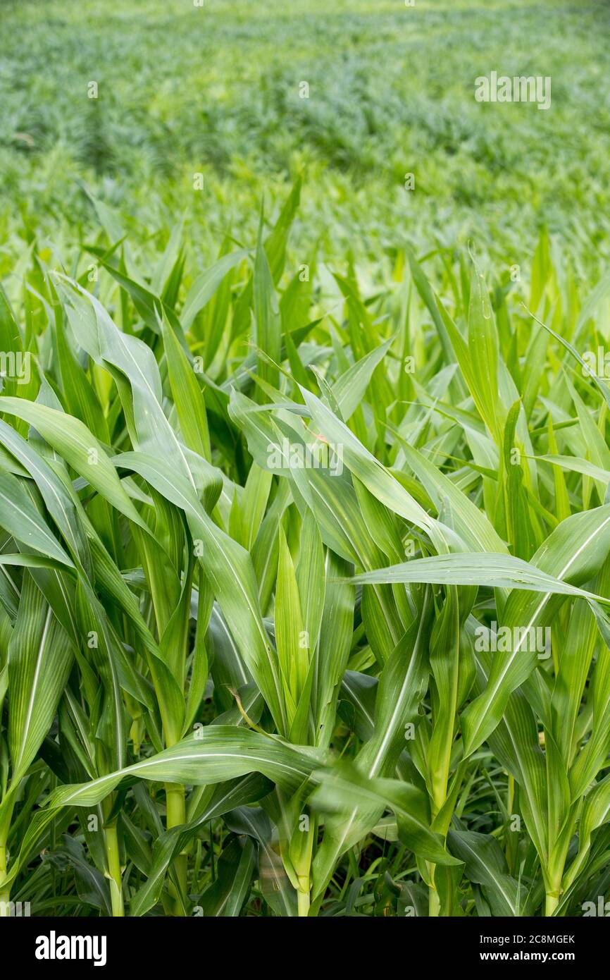 field with young corn plantation in countryside on Brazil Stock Photo