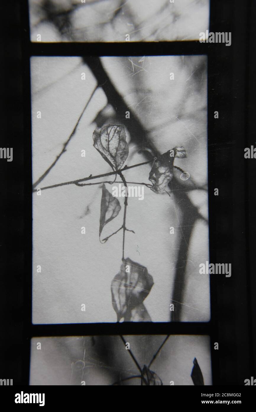 Fine 1970s vintage black and white photography of the beauty of nature ...