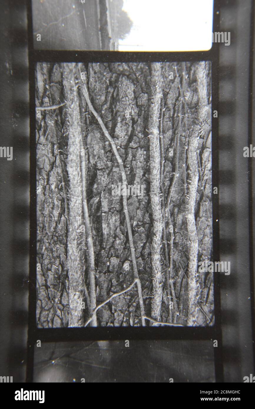 Fine 1970s vintage black and white photography of the beauty of nature ...
