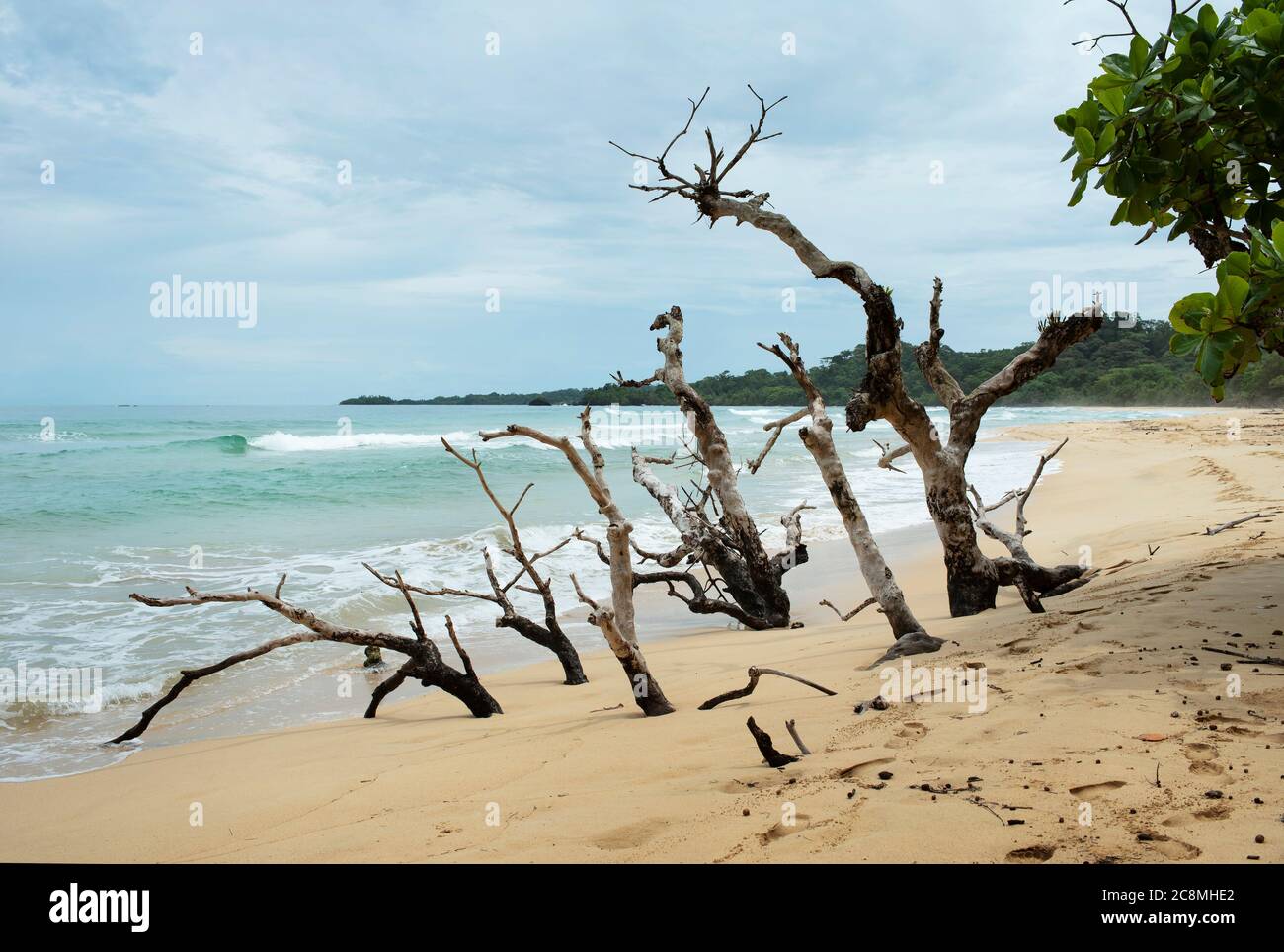 Tree buried in sand on Wizard Beach, Isla Bastimentos, Bocas del Toro Province, Panama. Oct 2018 Stock Photo