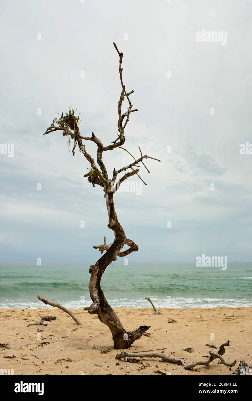 Tree buried in sand on Wizard Beach, Isla Bastimentos, Bocas del Toro Province, Panama. Oct 2018 Stock Photo