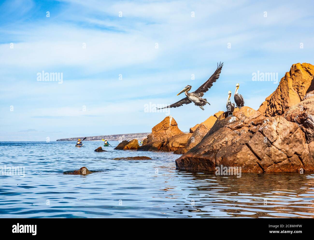 Brown Pelican takes flight. Isla Espiritu Santo, Baja California Sur, Mexico. Stock Photo