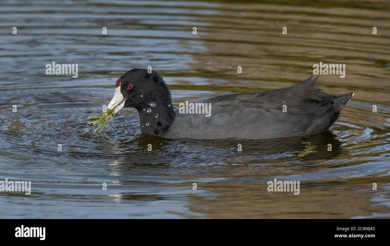 American Coot Eating Vegetation along Florida Lake Stock Photo - Alamy