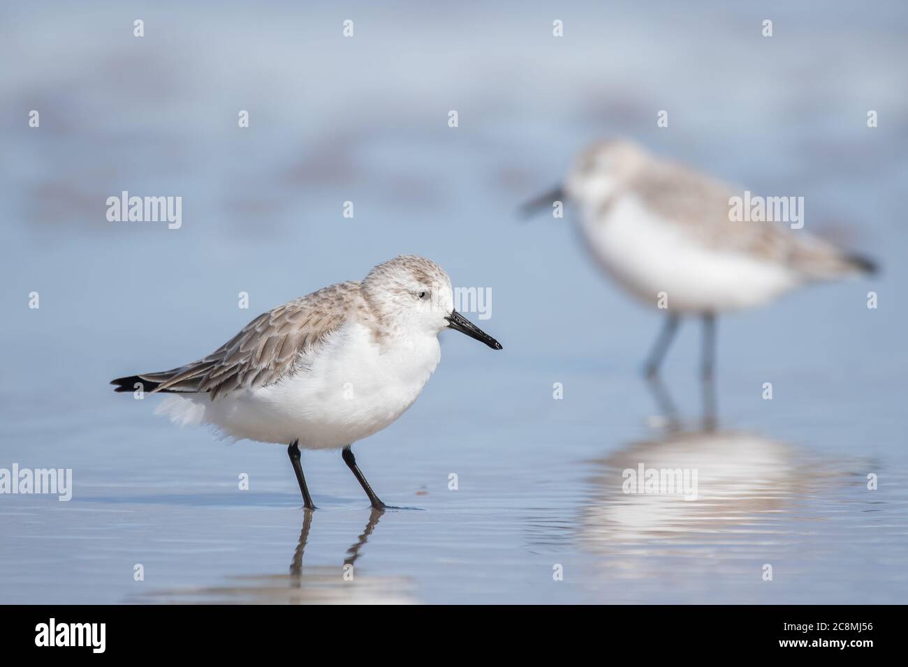 A sanderling searching the water at Canaveral. Stock Photo