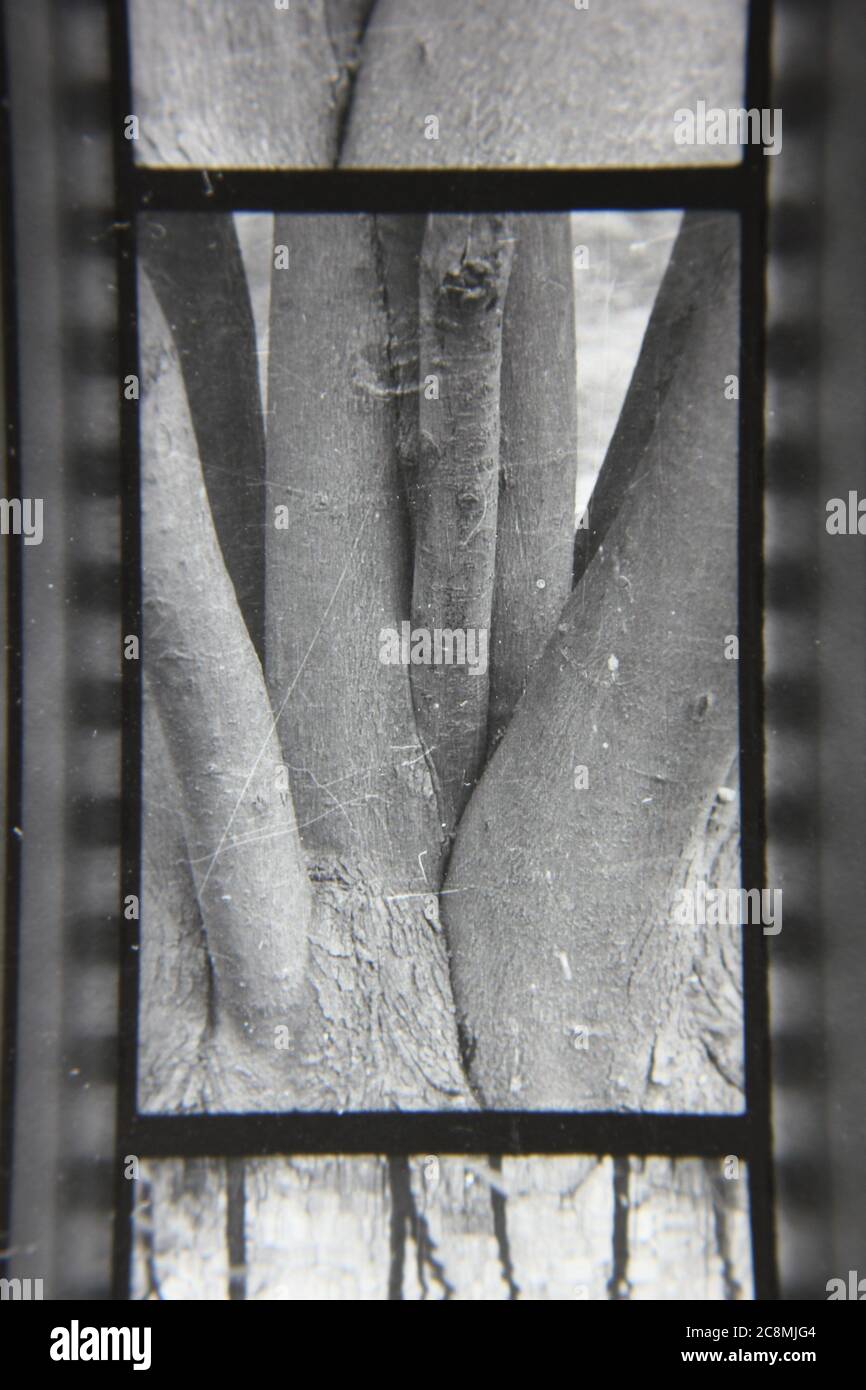 Fine 1970s vintage black and white photography of the beauty of nature ...