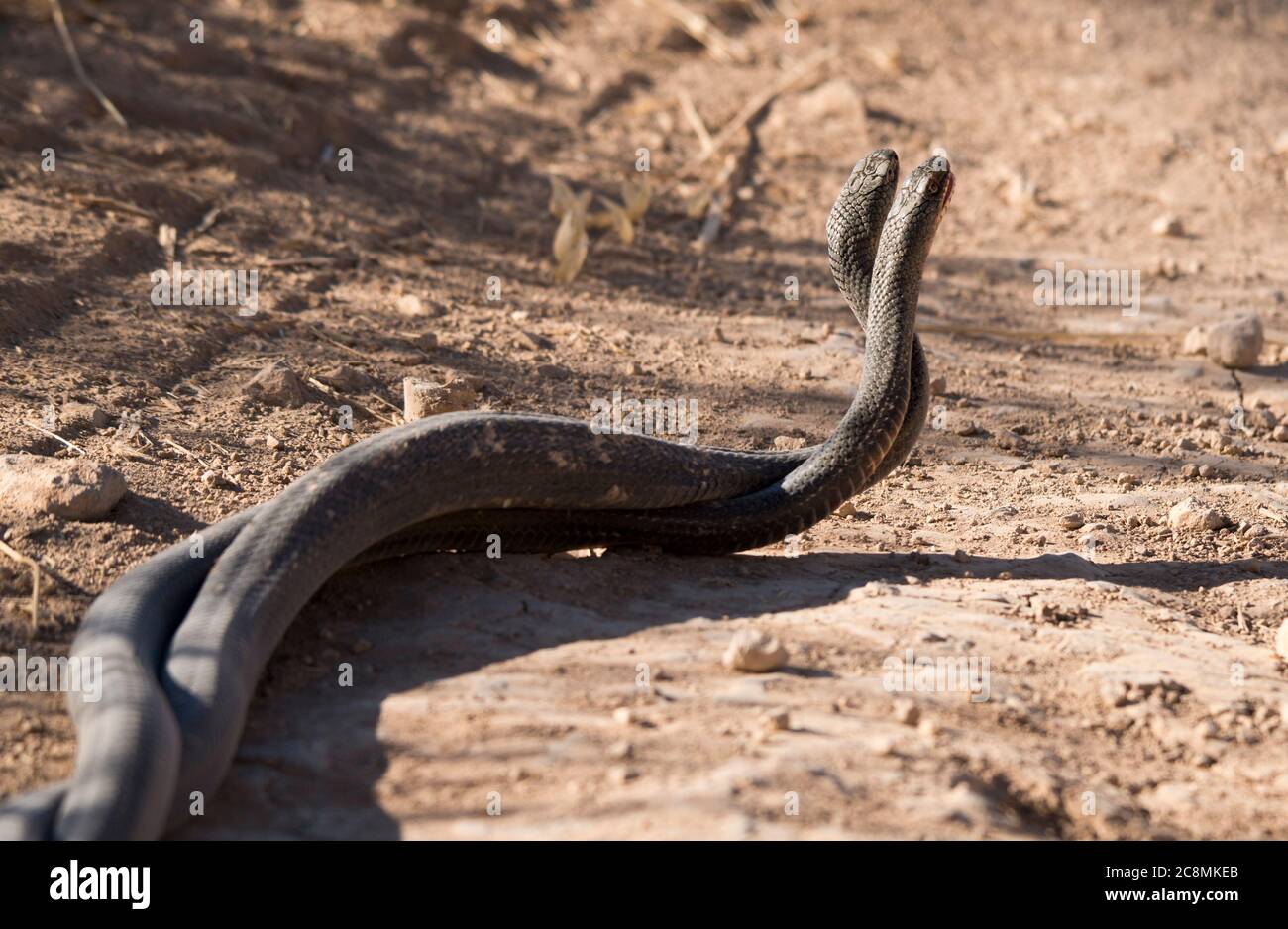 Mating of Snakes Stock Photo Alamy