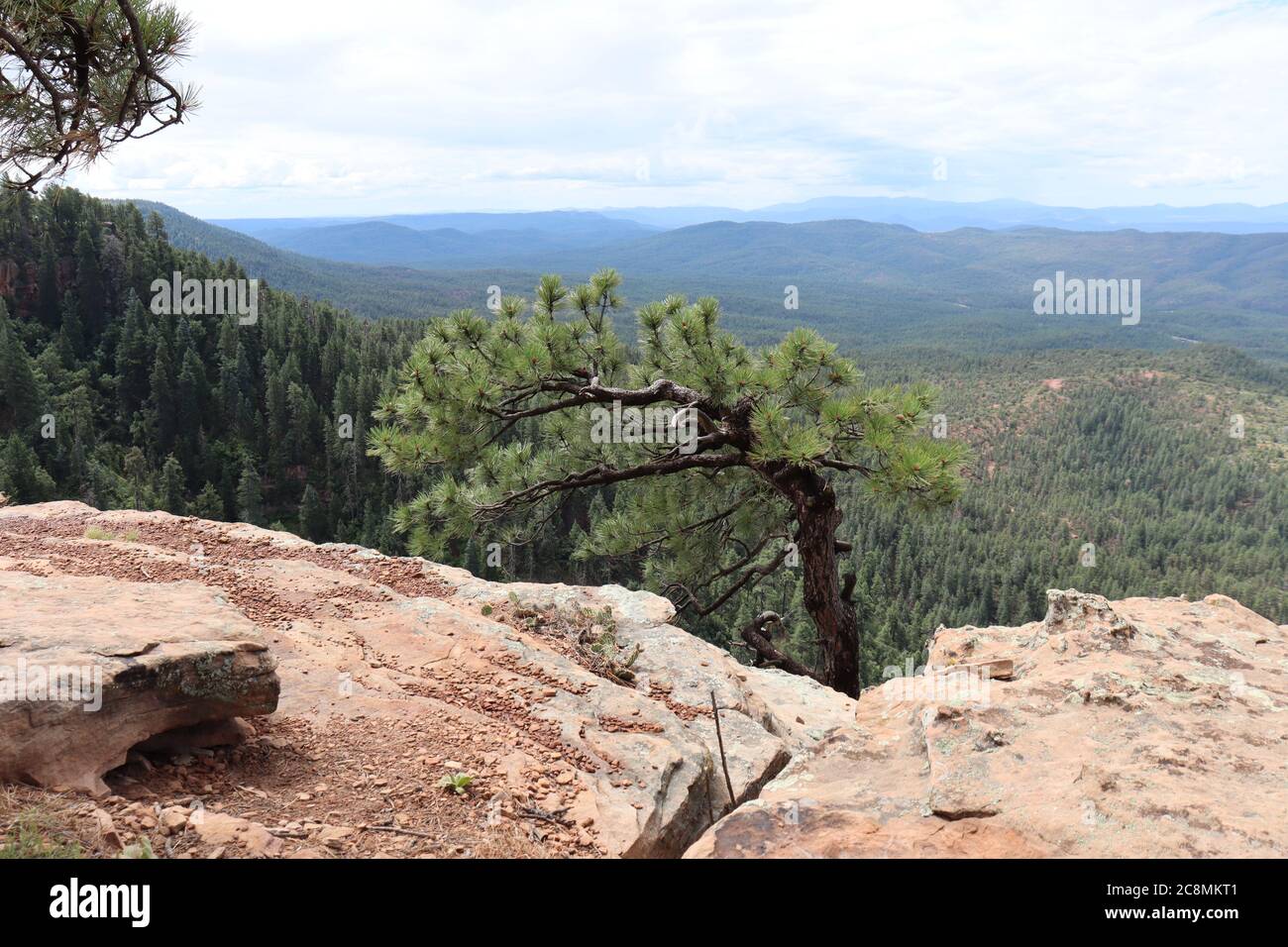 Ponderosa pine forest hires stock photography and images Alamy
