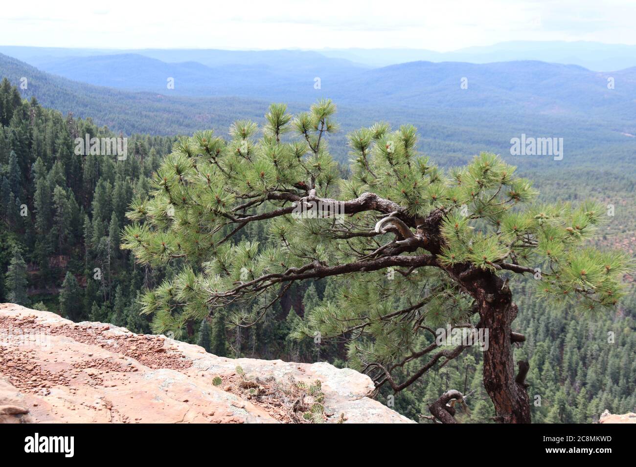A single Ponderosa Pine Tree standing alone on the edge of the Mogollon