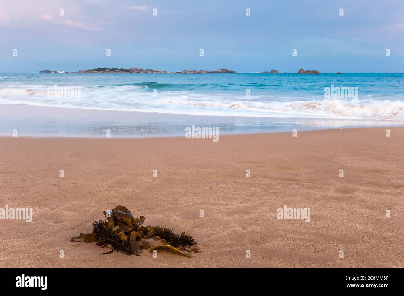 Fresh kelp lays stranded on a section of sandy beach, facing an off-shore rocky reef, on Horseshoe Bay in the Fleurieu Peninsula, South Australia. Stock Photo