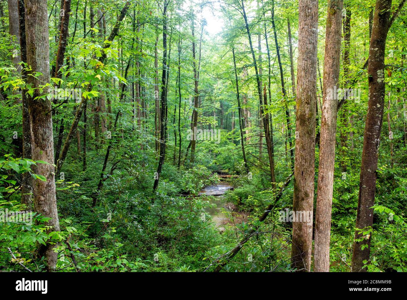 View of Avery Creek running through Pisgah Forest in summer- Pisgah National Forest, Brevard, North Carolina, USA Stock Photo