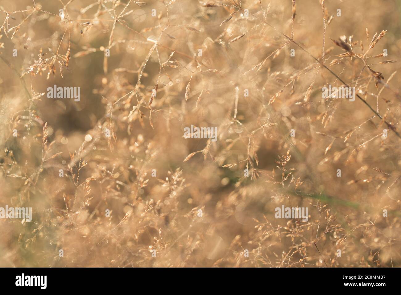 Morning dew on grass (Agrostis capillaris ) macro selective focus Stock Photo