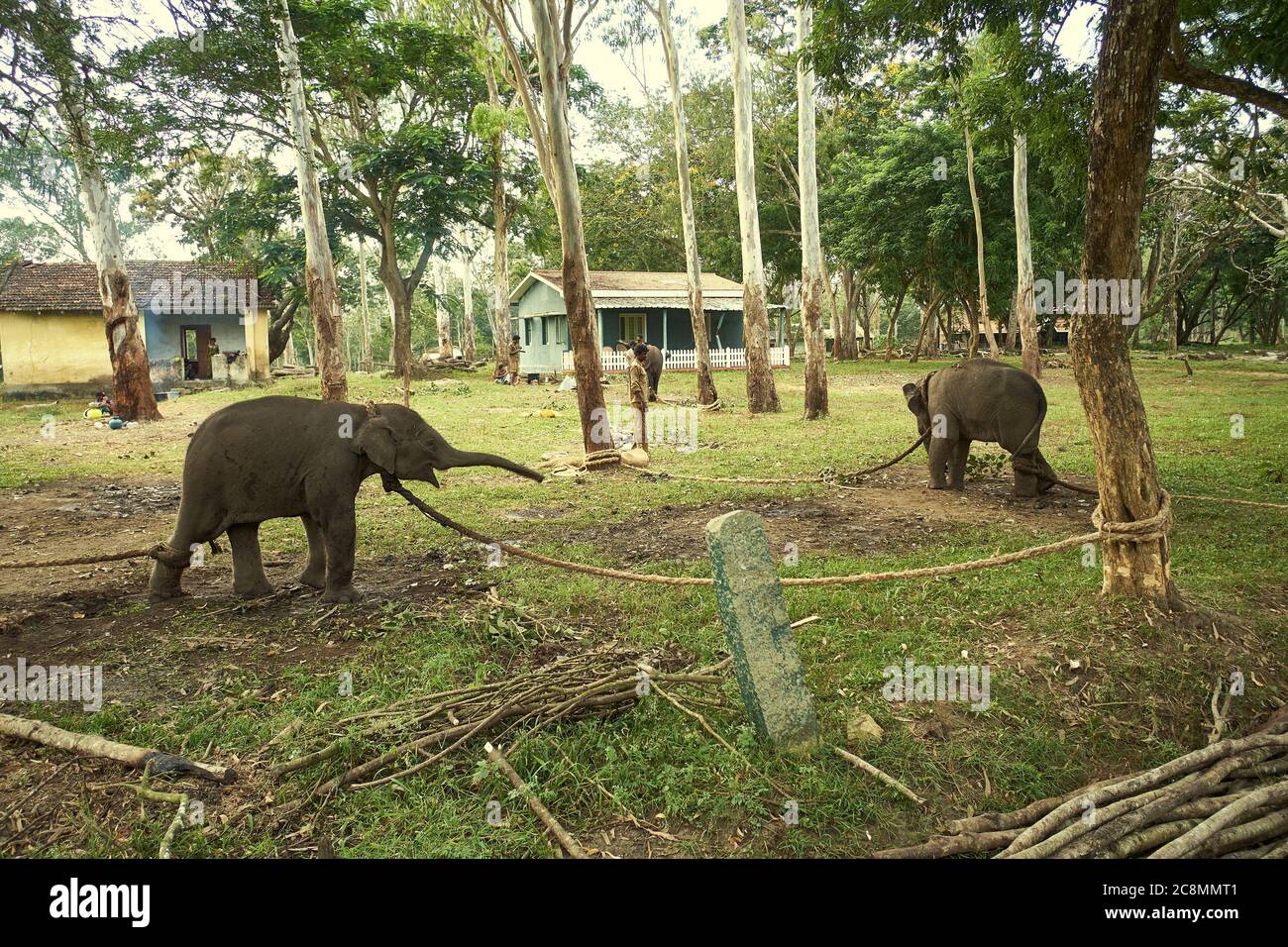 Baby elephants tied to a tree in an 'Elephant Camp' in Kabini national