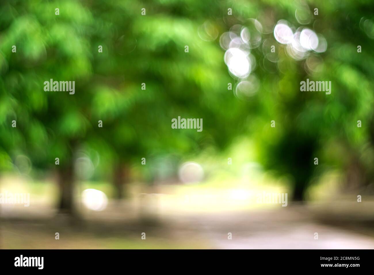 Blur nature bokeh green park many trees in sunset time with flare light ...