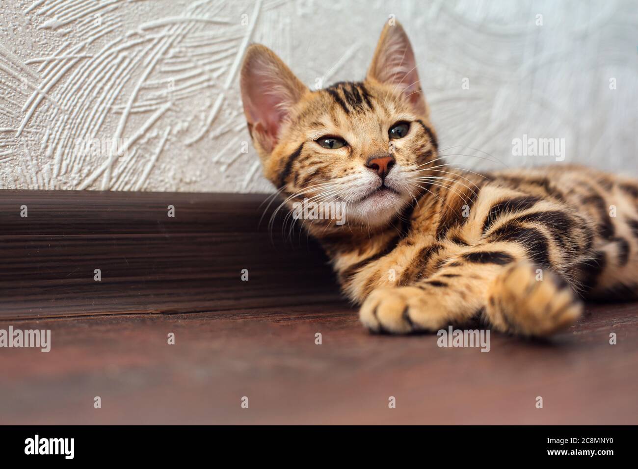 Cute bengal kitty cat laying on the floor at home Stock Photo - Alamy