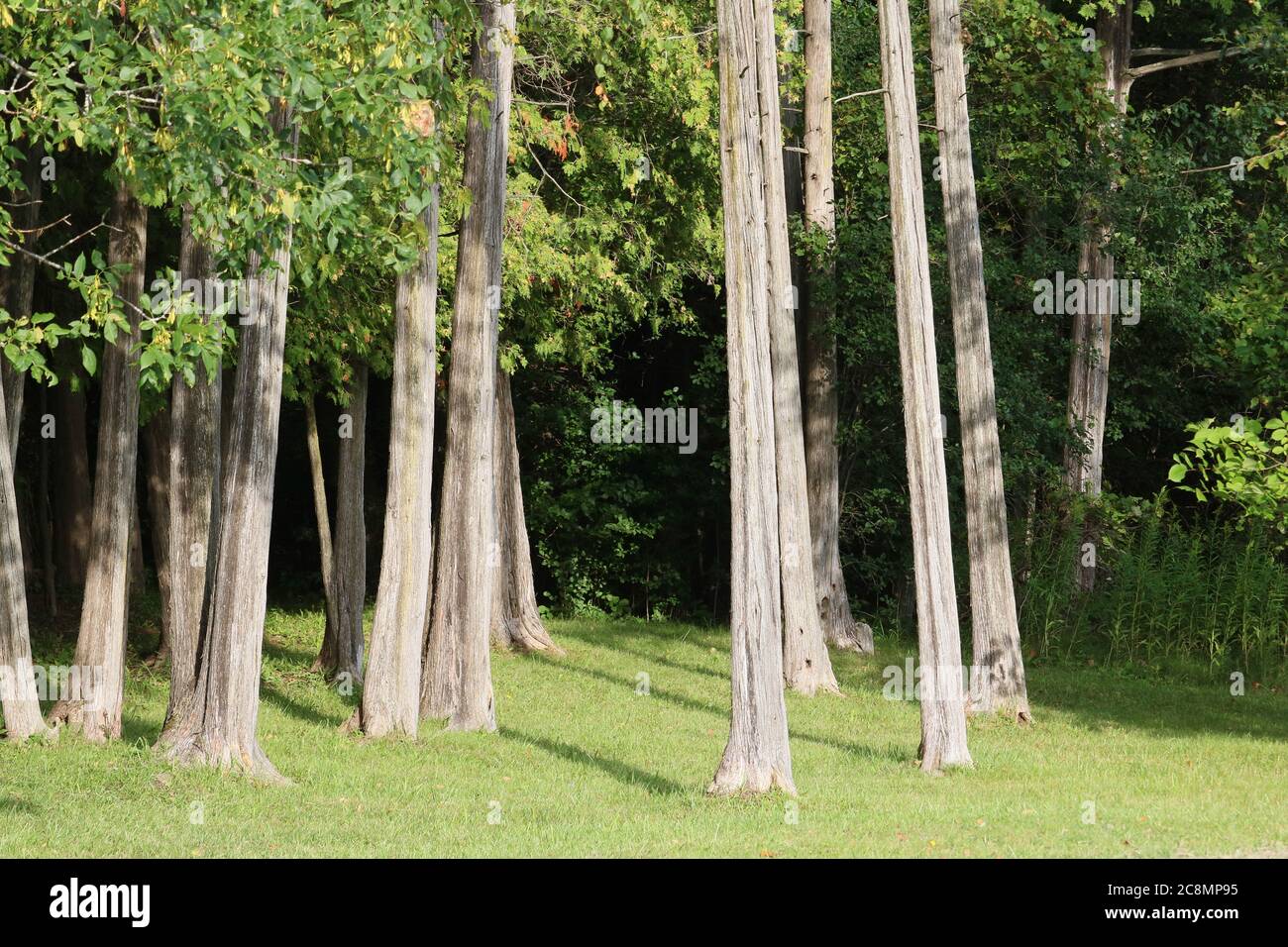 Stand of trees Stock Photo Alamy