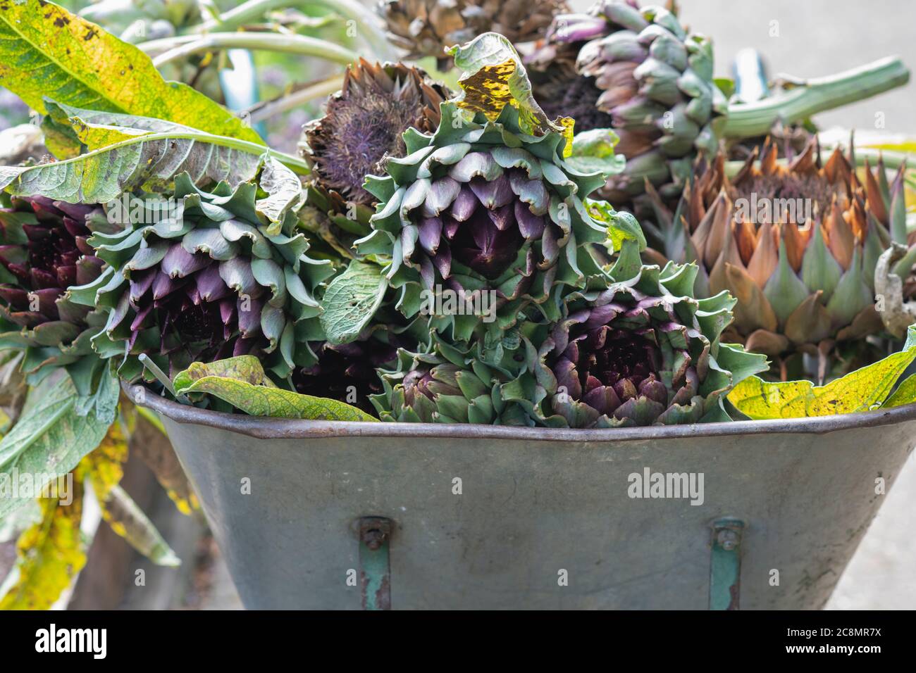 Wheelbarrow full of violet globe artichokes that have been cut down at RHS Wisley Gardens, Surrey, England Stock Photo