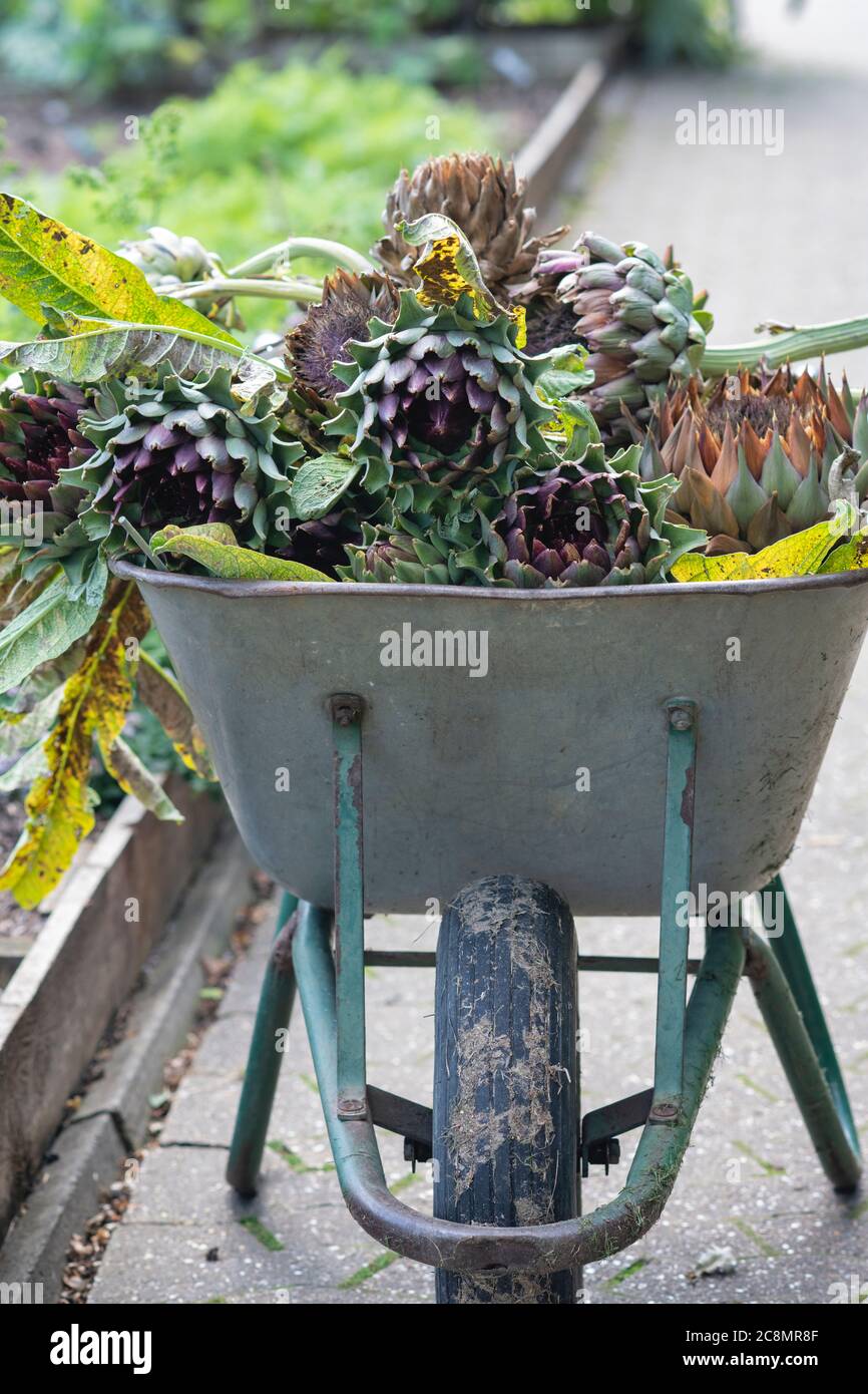 Wheelbarrow full of violet globe artichokes that have been cut down at RHS Wisley Gardens, Surrey, England Stock Photo
