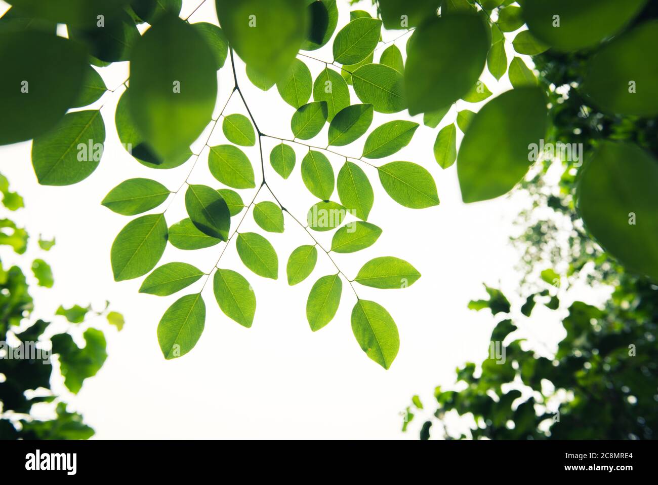 Green leaves isolated on white as an ornate panoramic nature border. Stock Photo