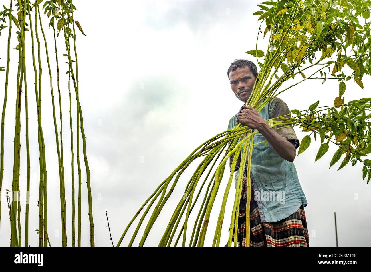 Jute production in Bangladesh Stock Photo