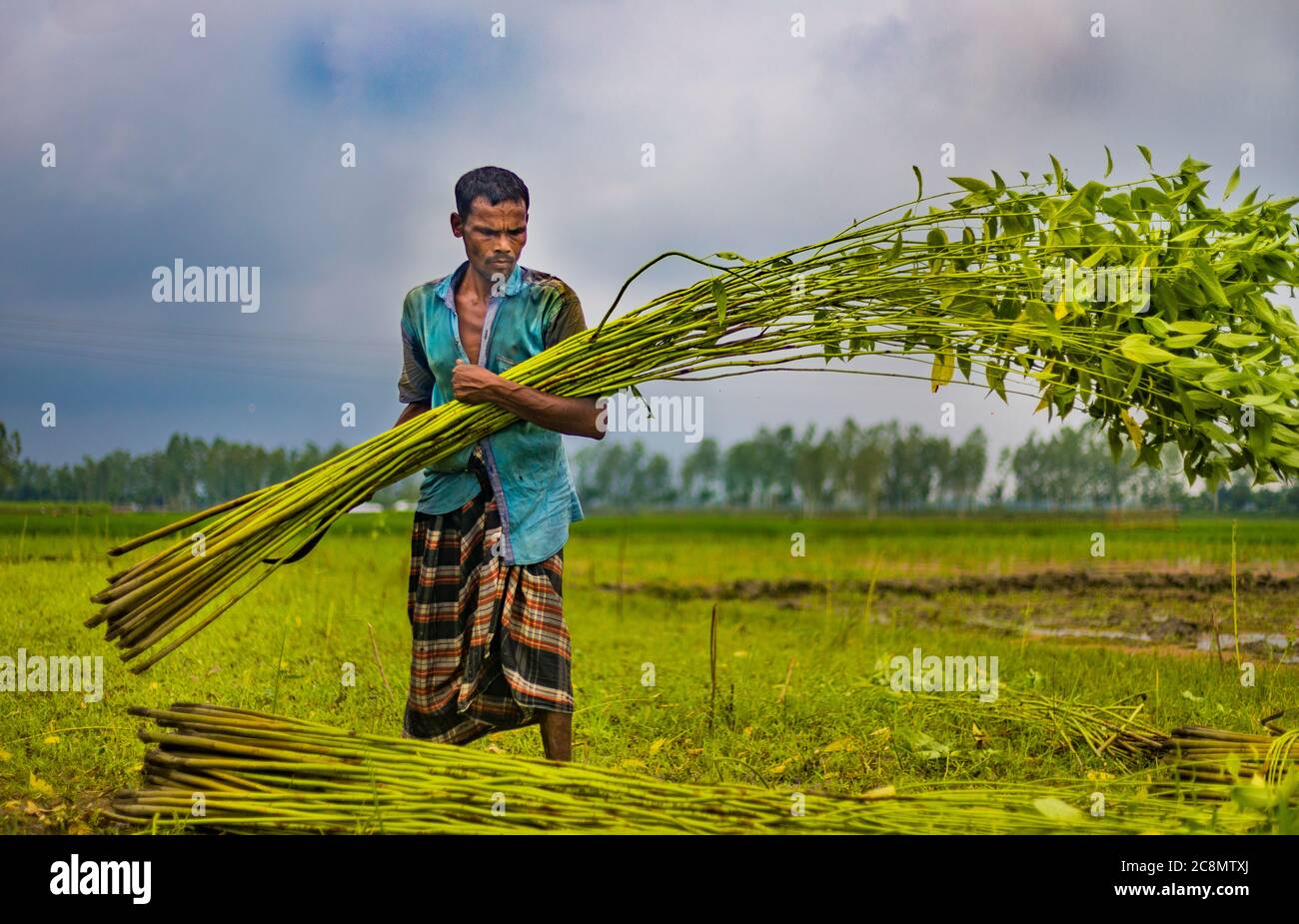 Jute production in Bangladesh Stock Photo