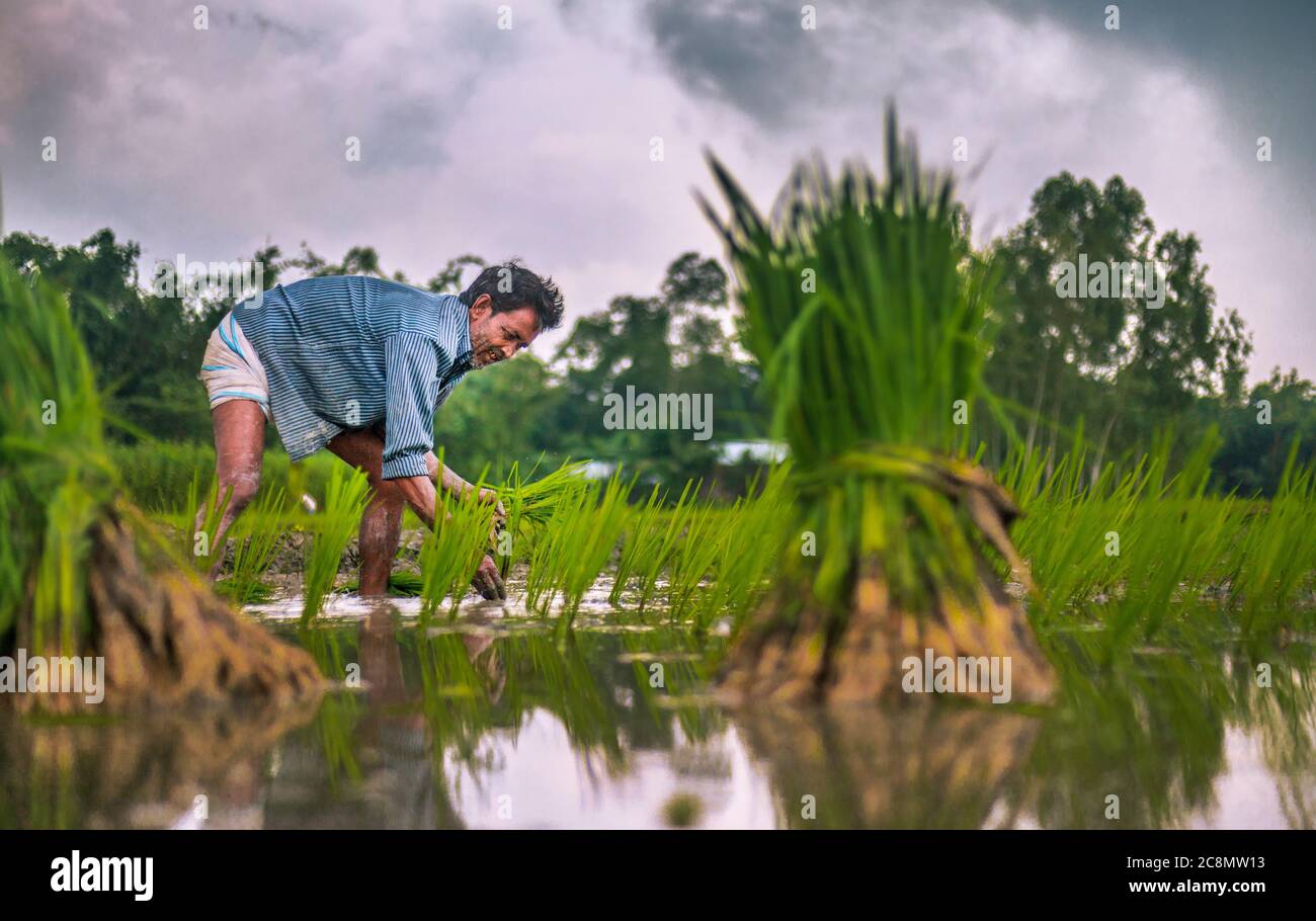 Hands plant rice in rice fields hi-res stock photography and images - Alamy
