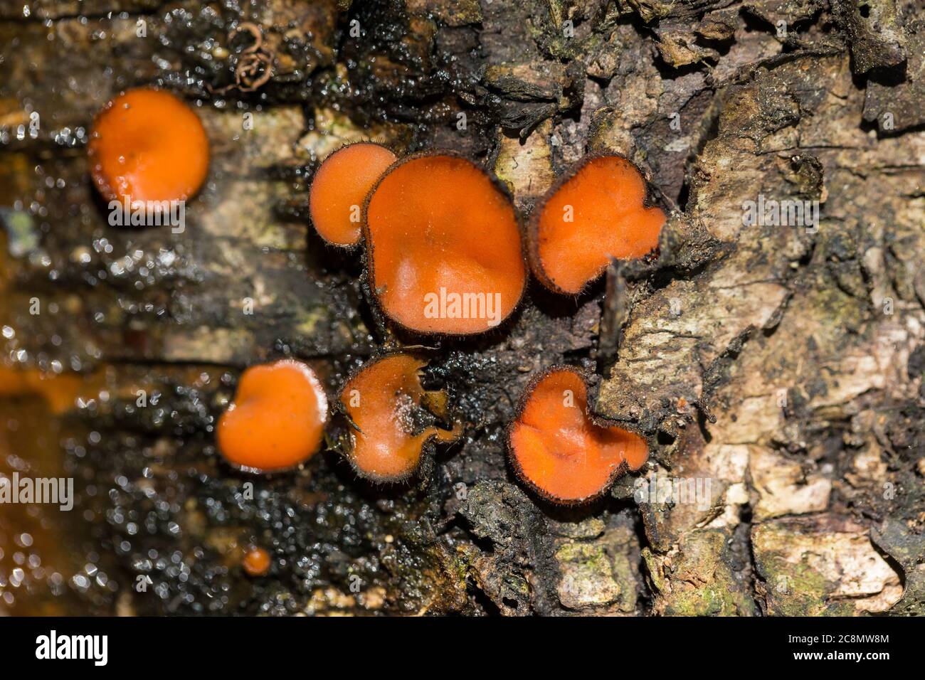 Eyelash cup fungi Stock Photo