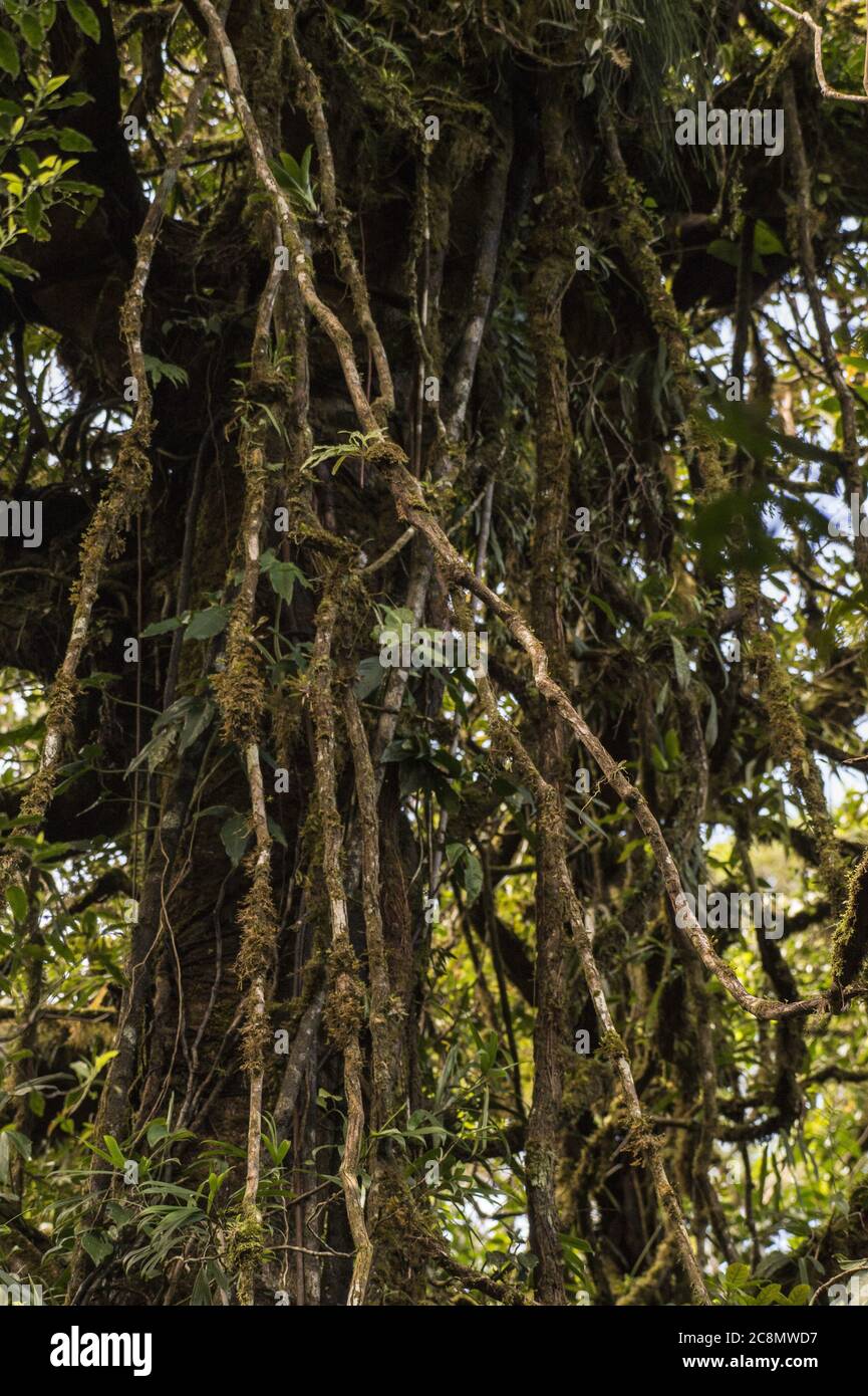 Lianas, Monteverde Cloud Forest Reserve, Costa Rica Stock Photo