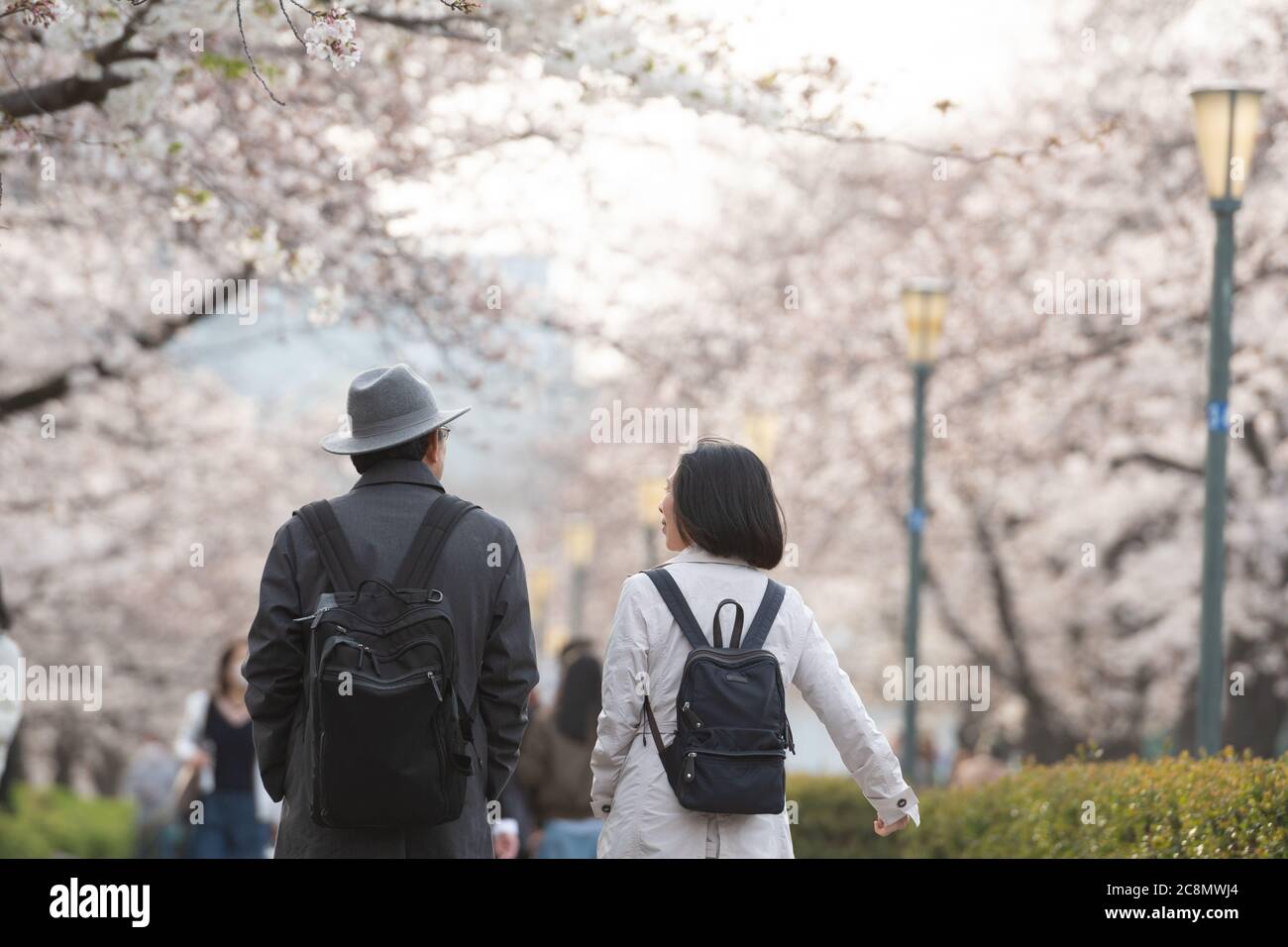 blurred photo of Hanami in the sakura garden. The popular festival sakura matsuri during spring season. People in japan usually go to park and enjoy t Stock Photo