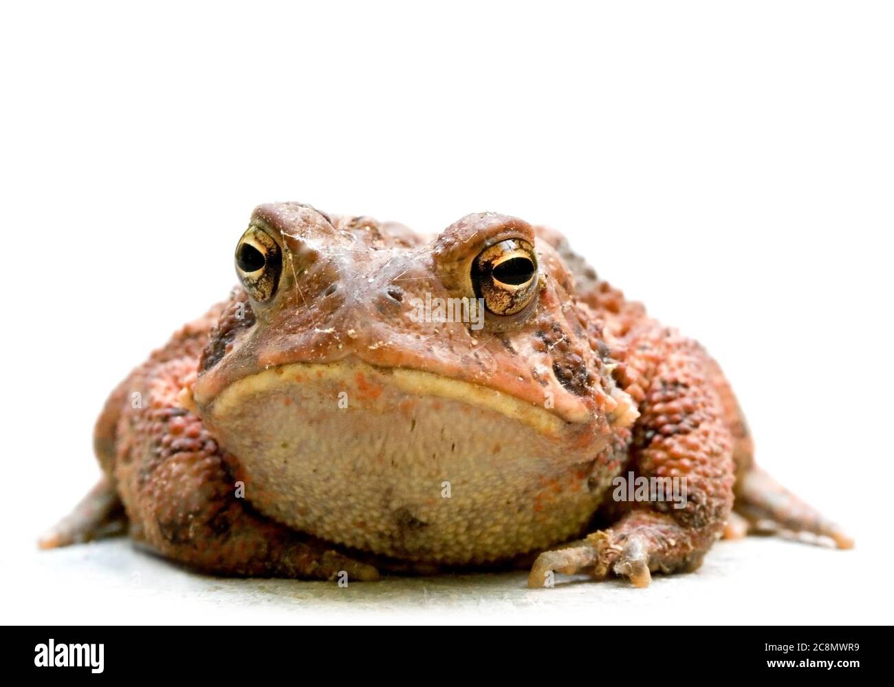 A grumpy toad. Stock Photo