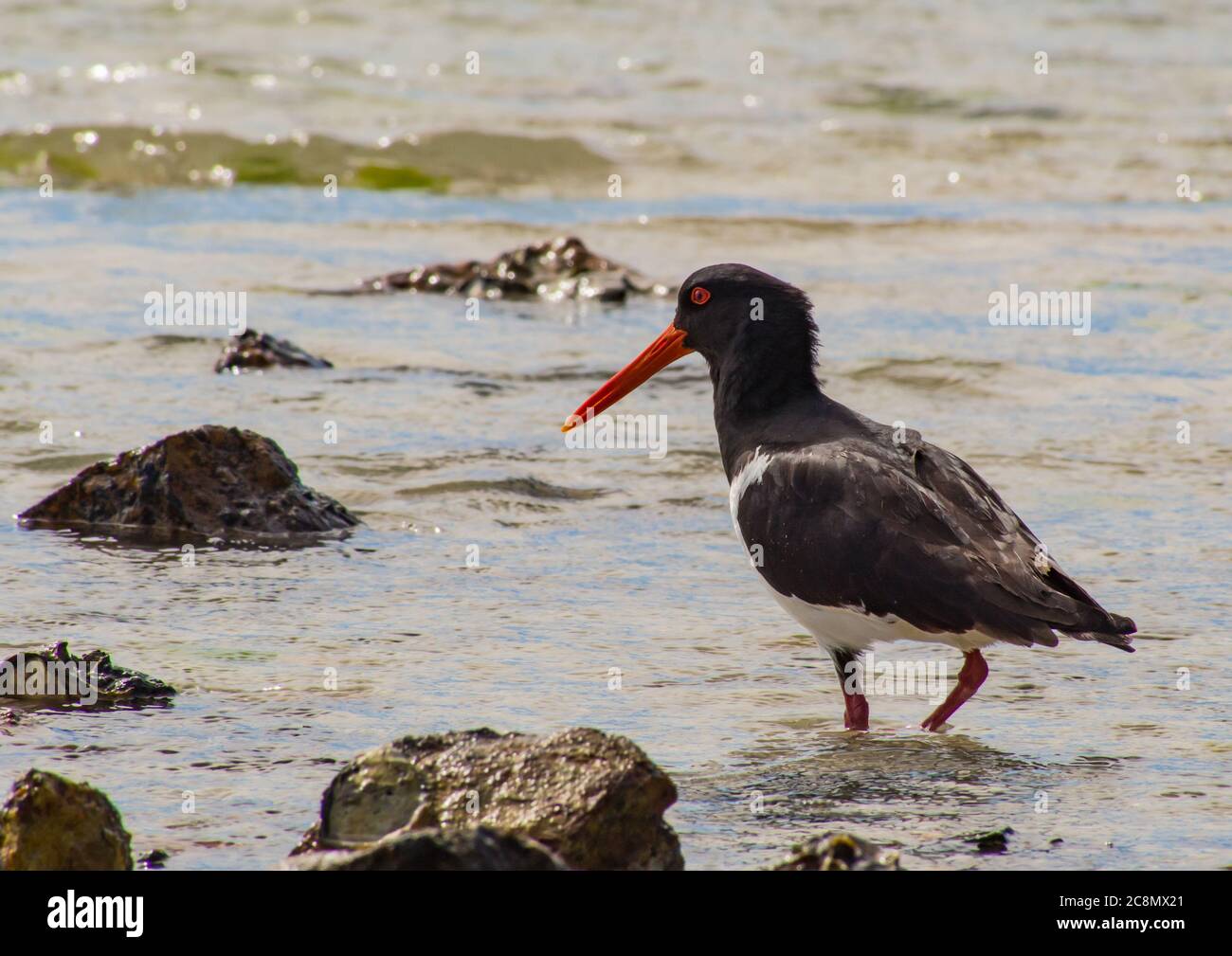 An Australian Pied Oyster Catcher Bird Stock Photo Alamy